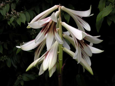 Cardiocrinum1.jpg