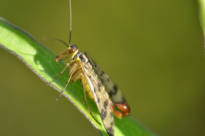 mg_3802Pur.jpg