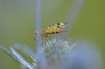 mg_3766Pur.jpg