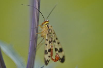 mg_3757Pur.jpg