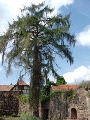 Strubbelbaum1.jpg