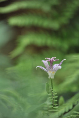 Tricyrtis_August.jpg