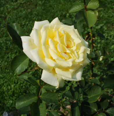 Grisbi_12__2454.jpg