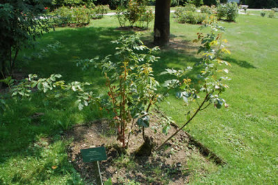 Rosen_12__2418.jpg