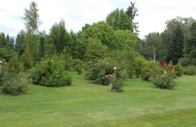 Rosenwiese_12__2582.jpg