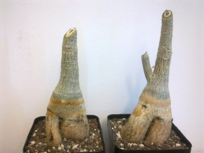 Adenium_08-12_B_800x800_80KB.jpg