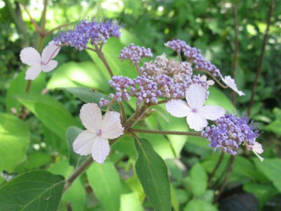 Hydrangea_aspera_The_Ditch_Gartenpur.jpg