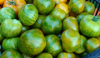 Green_Zebra_2012-08-13.jpg