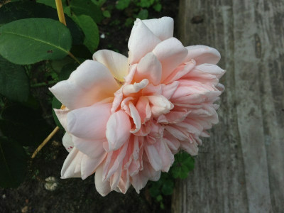 gloaming_201208_zg.jpg