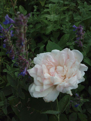 edith-de-murat_201208_zg.jpg