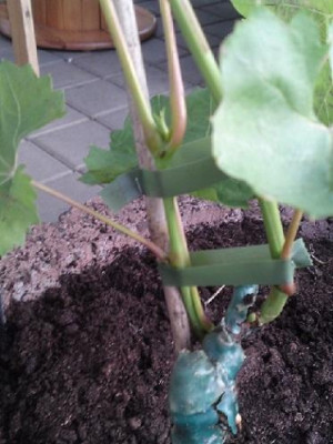 Weinrebe_14.082144444444.jpg