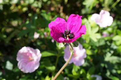 Geranium_Giuseppii.jpg