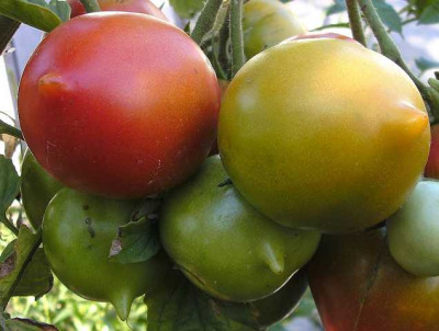 K640_Zitronentomate__rot__8.3__5.JPG