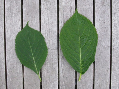 Laubvergleich_Gartenpur.jpg