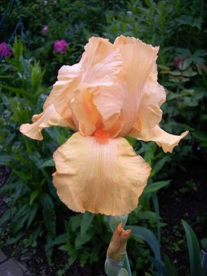 Orange_Beauty.JPG
