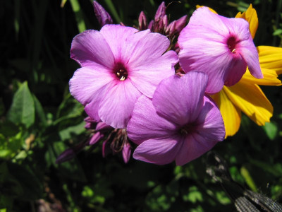 Amethyst_120814.jpg