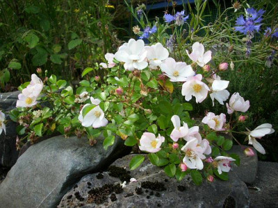 sternenflor_mit_kornblume.jpg