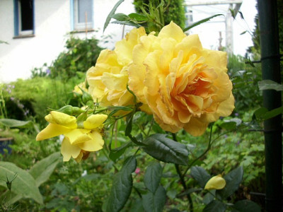 bernsteinrose_5.jpg