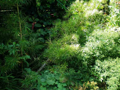 BG_Sciadopitys_verticillata_Bruch_2012-08-12e.jpg
