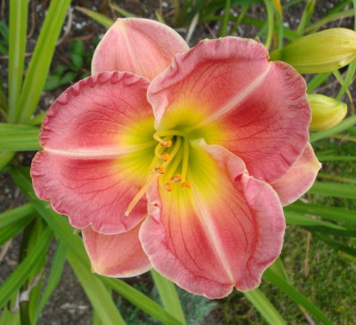 k-Siloam_Apple_Blossom.JPG