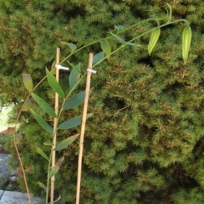 gloriosoides-knospig.jpg