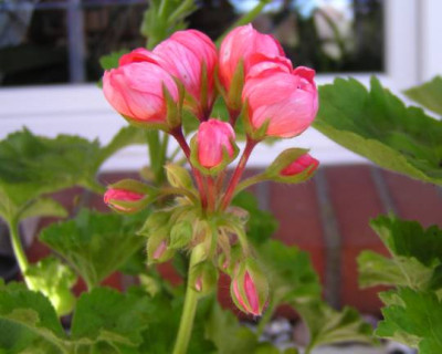 Pelargonien_120726_kl.jpg