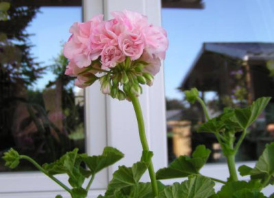 Pelargonien_120726_003_kl.jpg