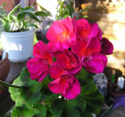 Pelargonien_120726_b3_kl.jpg