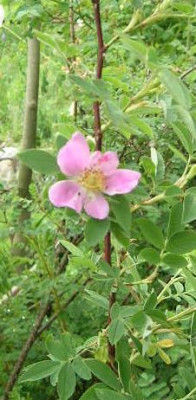 Rose_majalis__v._Leena.jpg