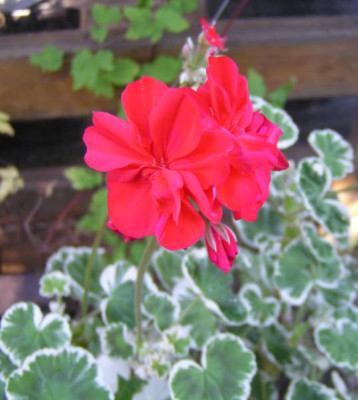 Pelargonien_120726_b_1_kl.jpg