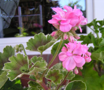 Pelargonien_120726_002_kl.jpg