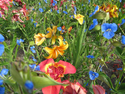 Floriade_Bulbs.jpg