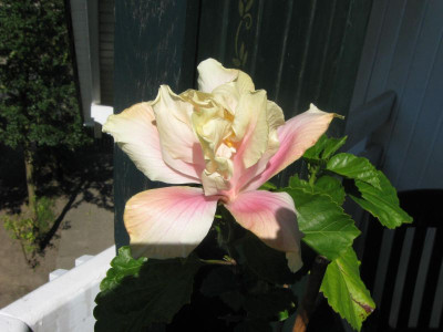 whitekalakaua-3.jpg