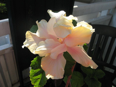 whitekalakaua-4.jpg