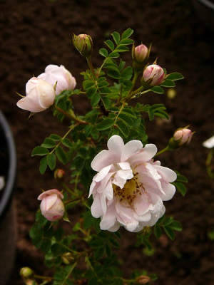 spinosissima__ballenhausen05_2.jpg