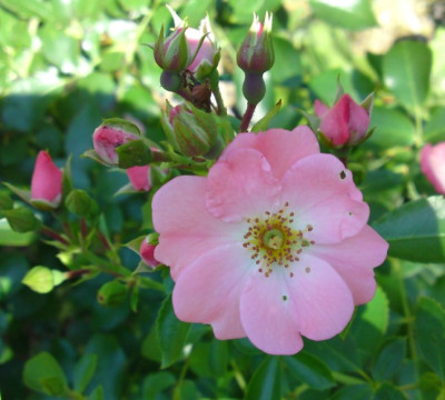 DSC02010a.jpg