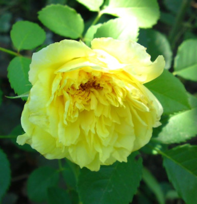 DSC02001a.jpg
