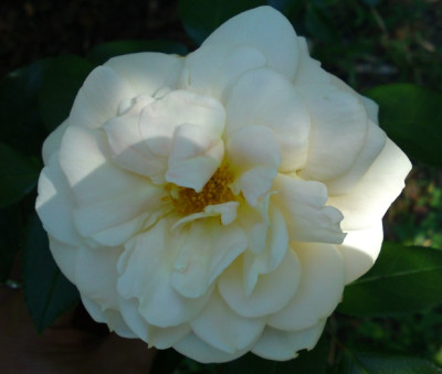 DSC02013a.jpg
