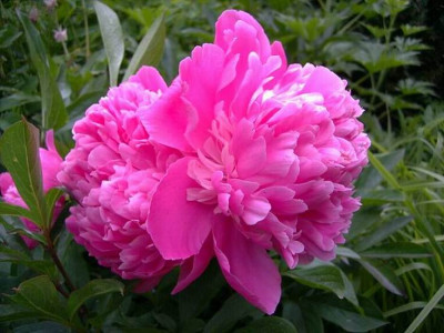 Rosa.JPG