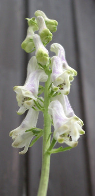 comp_Aconitum_longecassidatum_16.08.12.jpg