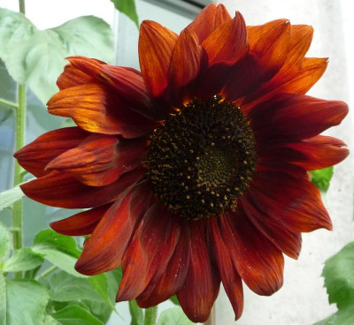 Sonnenblume_braun_.JPG