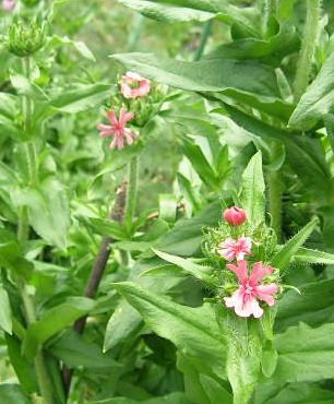 Lychnis_chalcedonica_rosa.jpg
