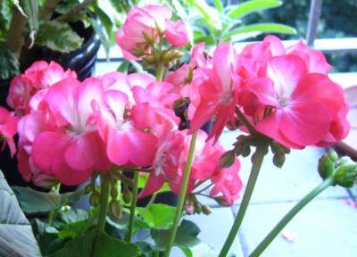 Pelargonium_pink_800x800_80KB.jpg