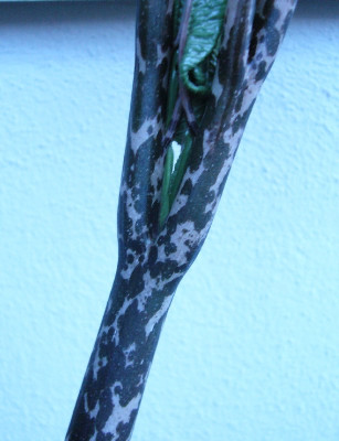 Amorphophallus_konjak_1A_800x800_80KB.jpg