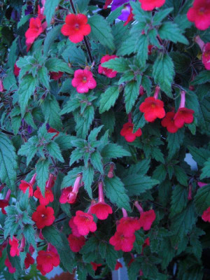 Achimenes_erecta_1A_800x800_80KB.jpg
