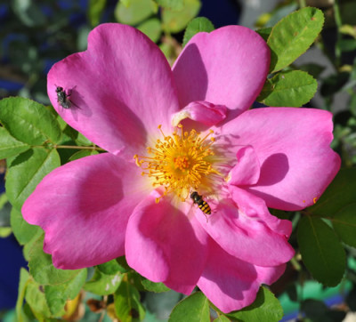 Marguerite_Hilling__12__1419.jpg