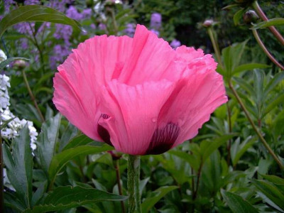 Glowing_Rose.JPG