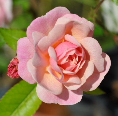Perle_dOrleanaise__12__1378.jpg