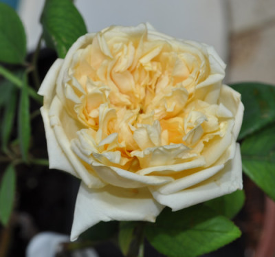 Bouquet_dOr_12__1351.jpg