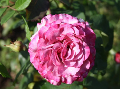 barbra_streisand_2012_1.jpg